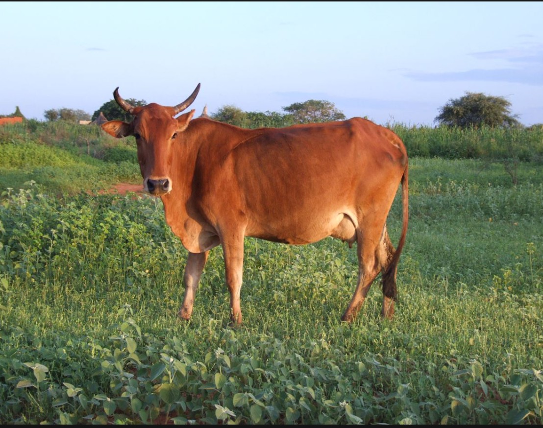 Cow for large-scale Qurbani distribution