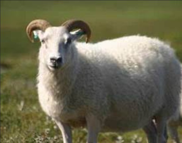 Goat for Qurbani distribution in Malawi